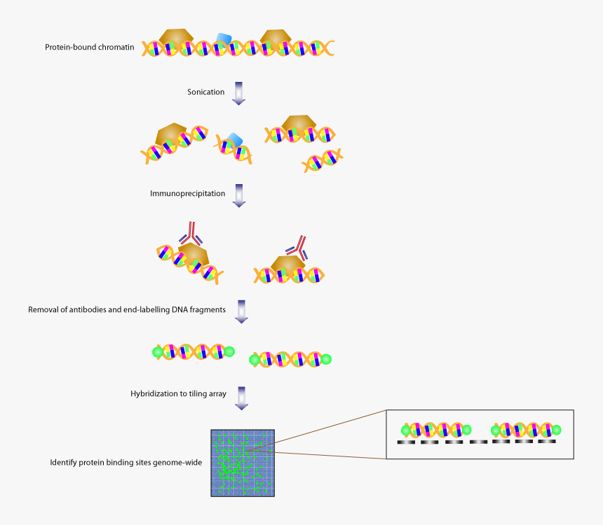 Chromatin Fig 2 - Chromatin Immunoprecipitation, HD Png Download, Free Download