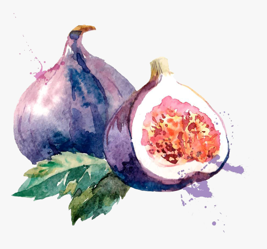 Clip Art Royalty Free Common Fig Watercolor Painting - Fig Watercolor Png, Transparent Png, Free Download