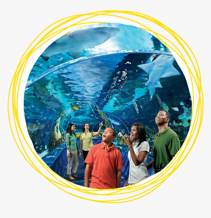 Ripley's Aquarium Of The Smokies, HD Png Download, Free Download