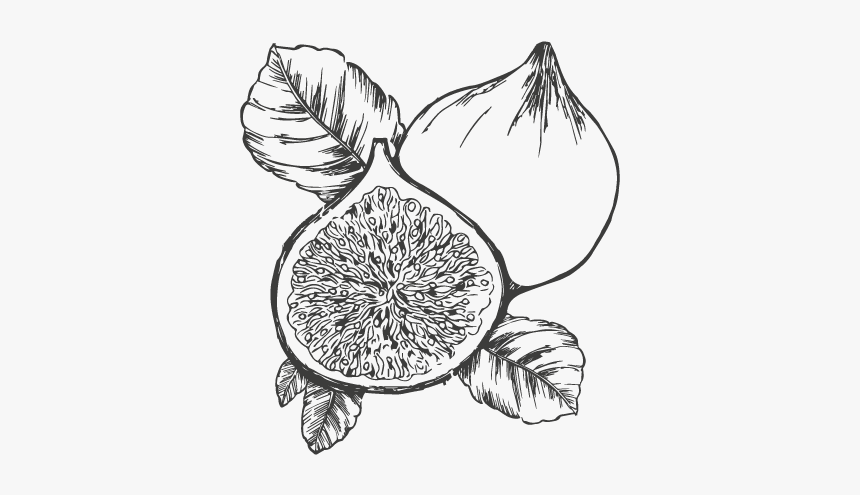 Fig Black And White, HD Png Download, Free Download