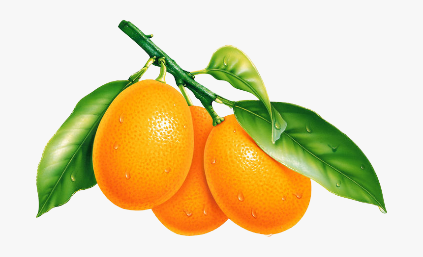 Vector Fruits Citrus - Png Transparent Kumquat Png, Png Download, Free Download