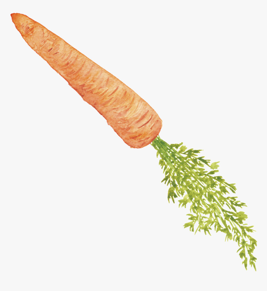 Carrot Vegetable Png - Carrot, Transparent Png, Free Download