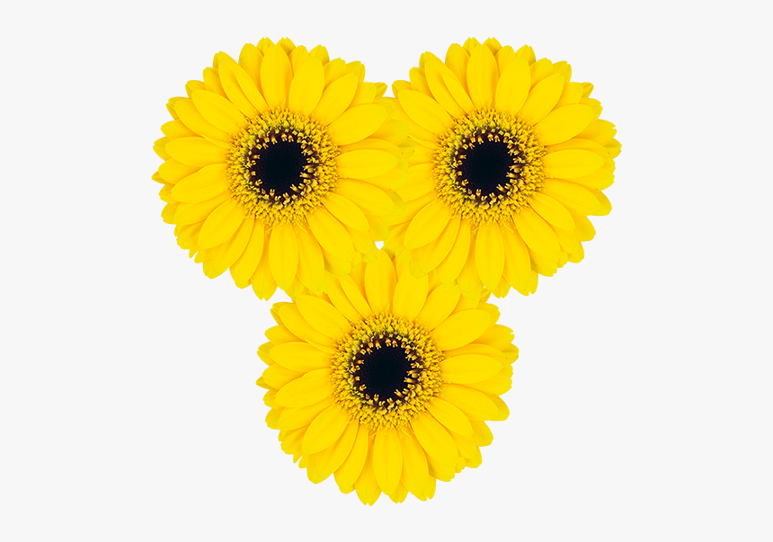 Barberton Daisy, HD Png Download, Free Download