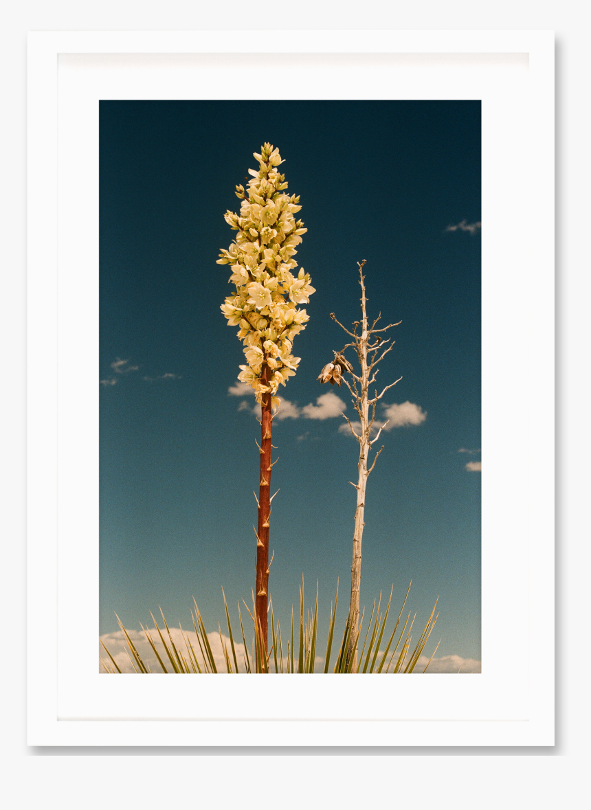 Broomrape, HD Png Download, Free Download