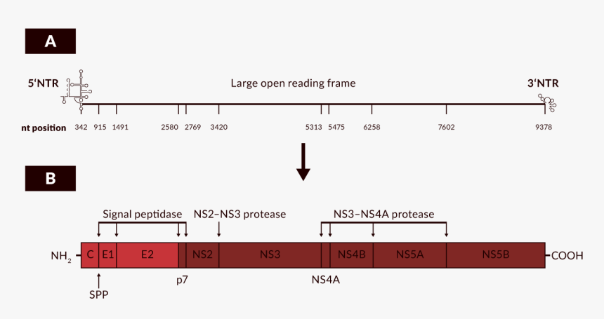 Diagram, HD Png Download, Free Download