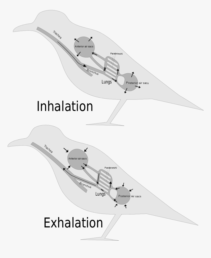 التبادل الغازي في الطيور, HD Png Download, Free Download