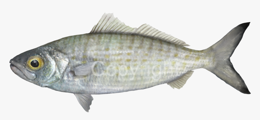 Fish Meat Png, Transparent Png - kindpng