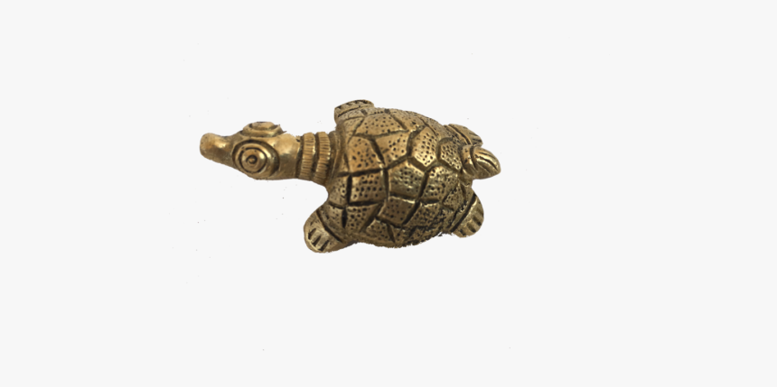 Tortoise, HD Png Download, Free Download
