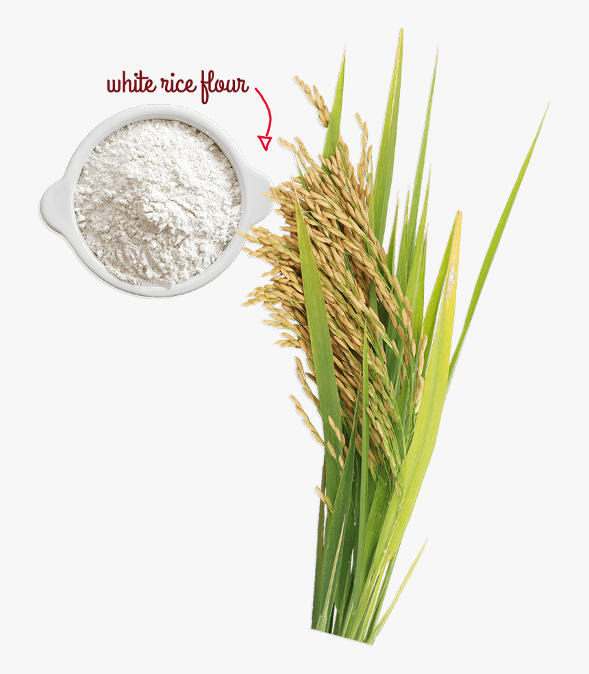 A Naturally Gluten-free Grain - Rice Tree Png, Transparent Png, Free Download