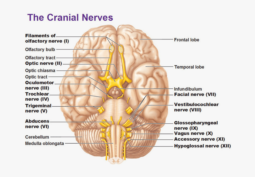 Trauma Release - Cranial Nerves Of The Peripheral Nervous System, HD Png Download, Free Download