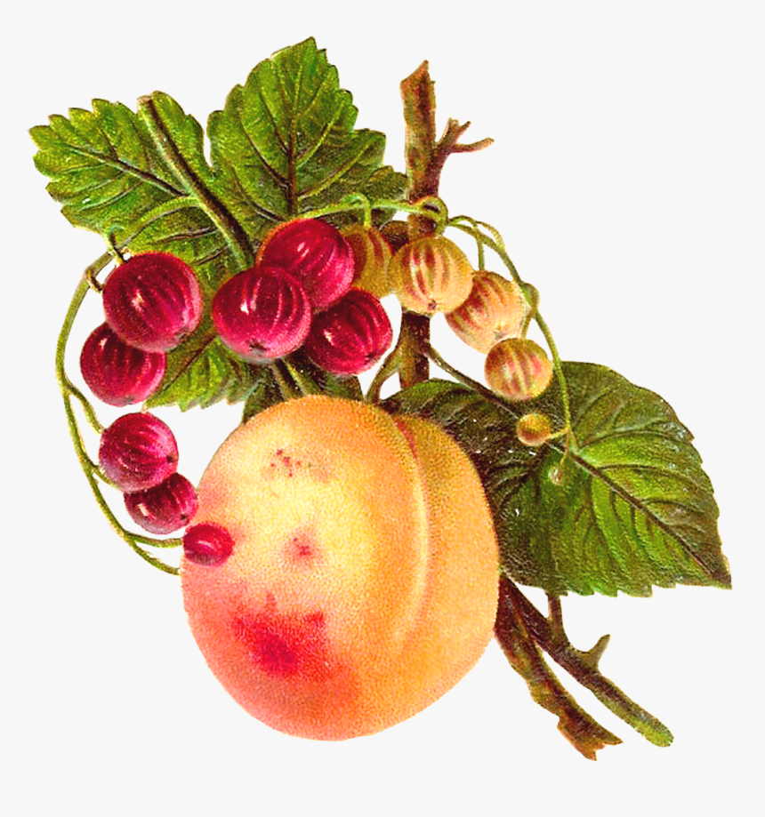 Рисунки фрукты пнг
