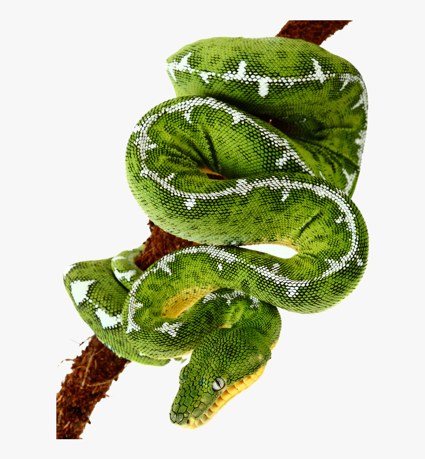 Emerald Tree Boa Png, Transparent Png, Free Download