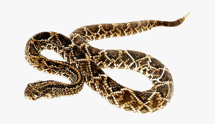 Free Png Snake Png Images Transparent - Rattlesnake Png, Png Download, Free Download