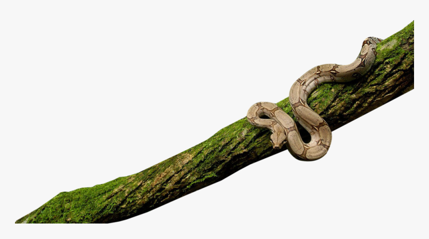 Snake On Tree Png, Transparent Png, Free Download
