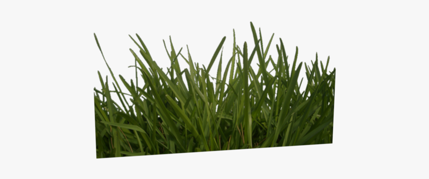 Grass Mask Texture, HD Png Download, Free Download