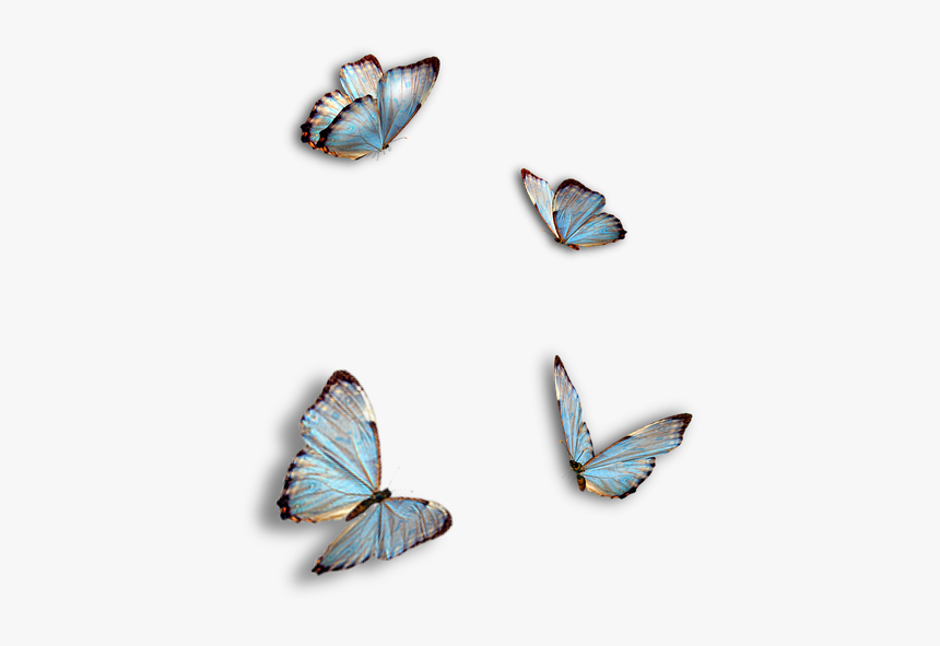 Butterflies, Blue, Insect, Isolated - Ragdoll Kitty And Butterflies, HD Png Download, Free Download