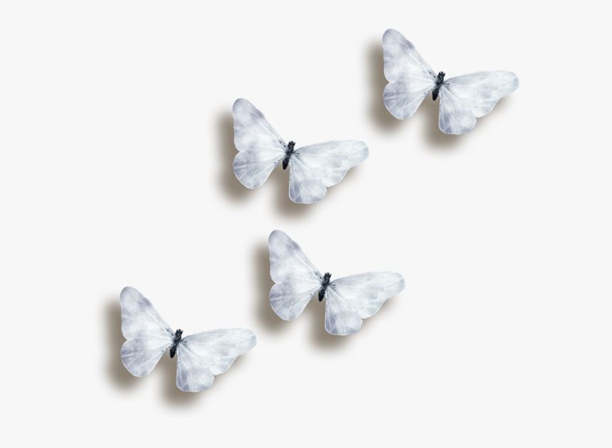 Transparent Black And White Butterfly Png - Transparent Background White Butterfly, Png Download, Free Download