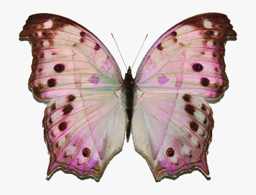 Mother Of Pearl Butterfly, HD Png Download, Free Download