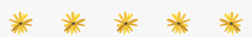 Black-eyed Susan, HD Png Download, Free Download