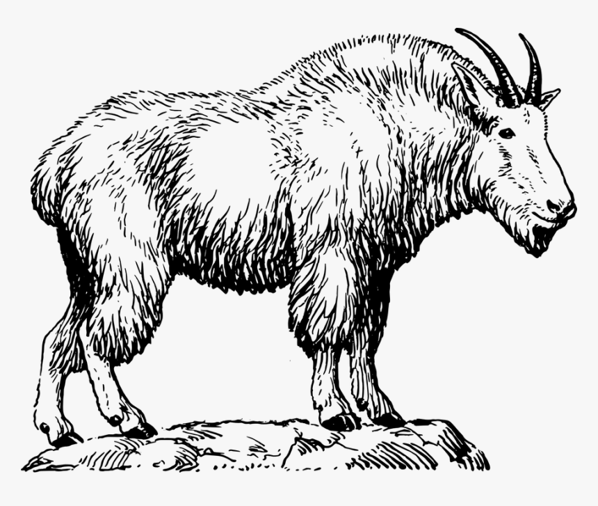 Billy Goat, He Goat, Goat Like, Animal, Biology, Mammal - Clipart Image Of Mountain Goat, HD Png Download, Free Download