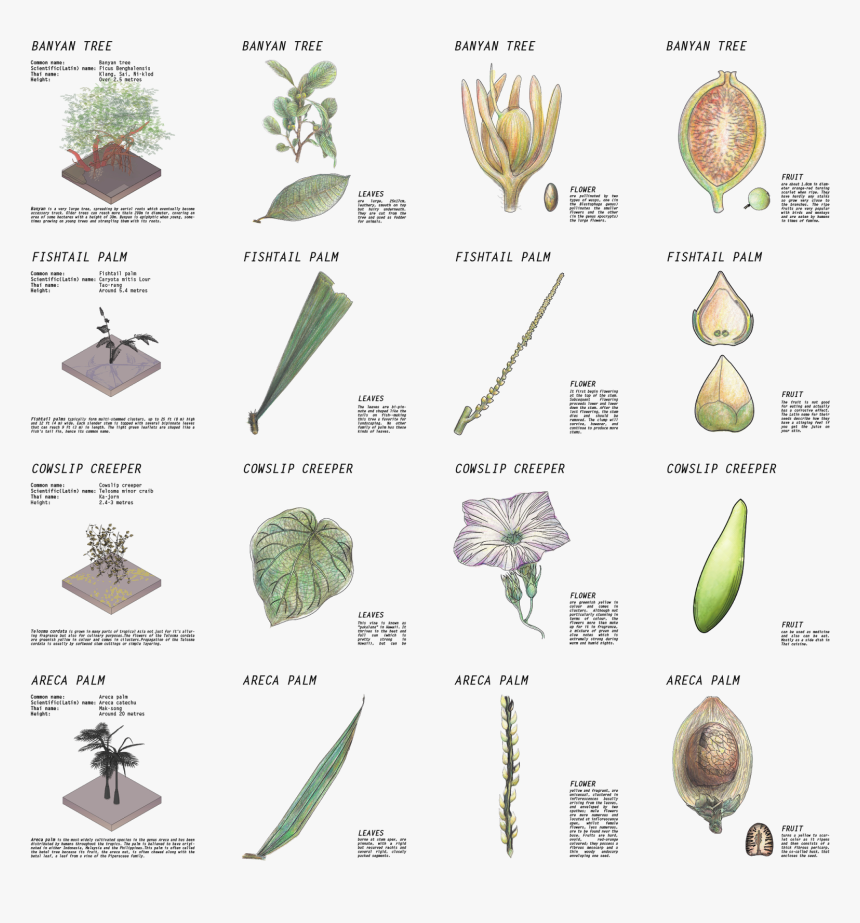 Banyan Leaf Png, Transparent Png, Free Download