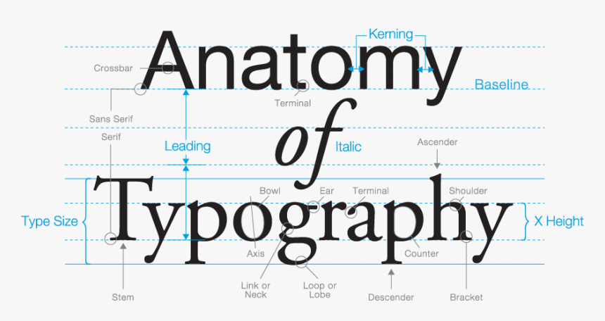 Anatomy Of Typography - Basic Anatomy Of Type, HD Png Download, Free Download