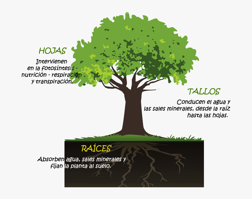 Partes De La Planta - Trees Preventing Erosion Illustrations, HD Png Download, Free Download
