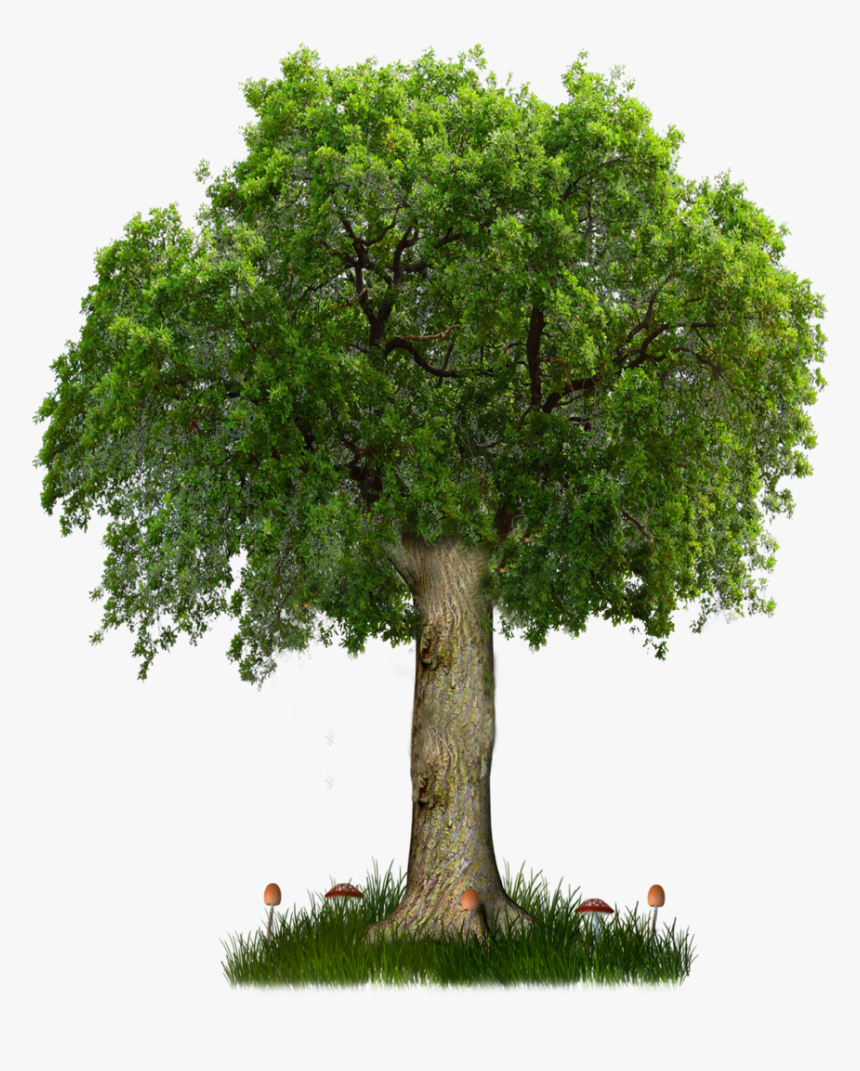 A Queima De Árvore Livre De Plantas Clipart, Planta - Pavan Kalyan New Movie, HD Png Download, Free Download
