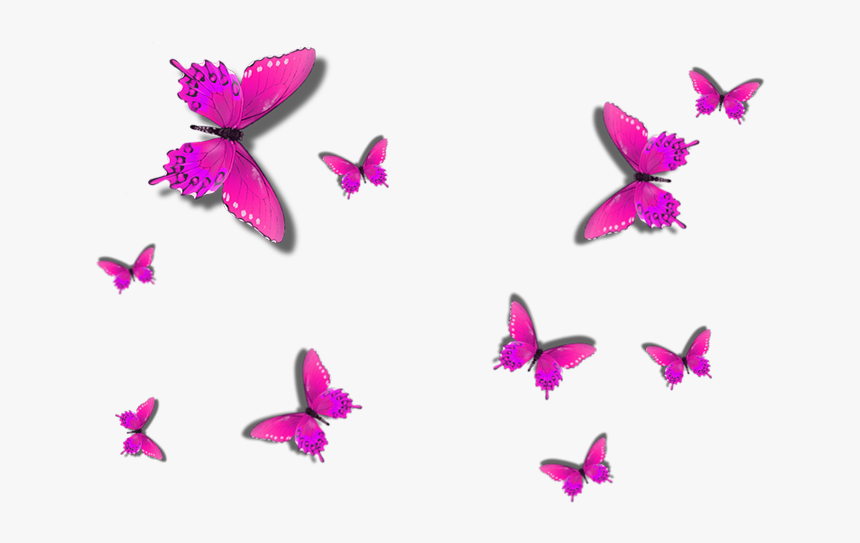 Butterfly, HD Png Download, Free Download