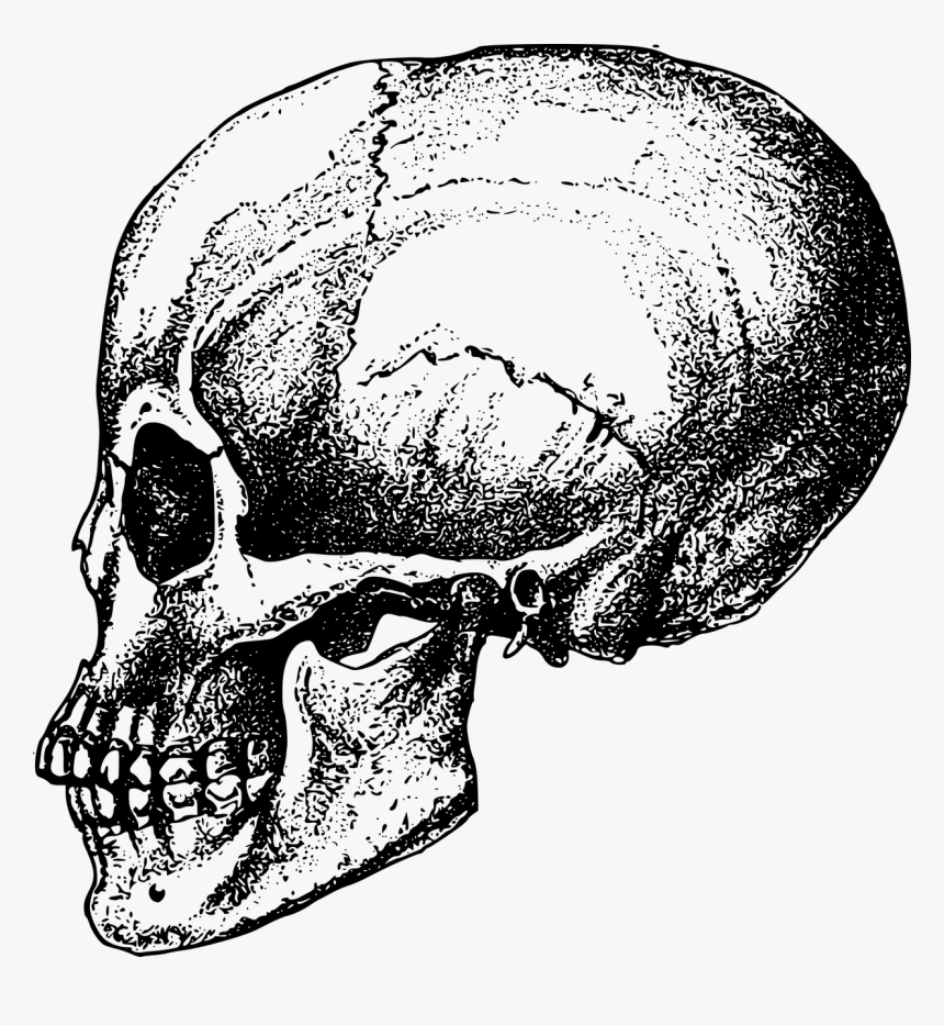Human Behavior,head,skeleton - Anatomia Png Craneo, Transparent Png, Free Download