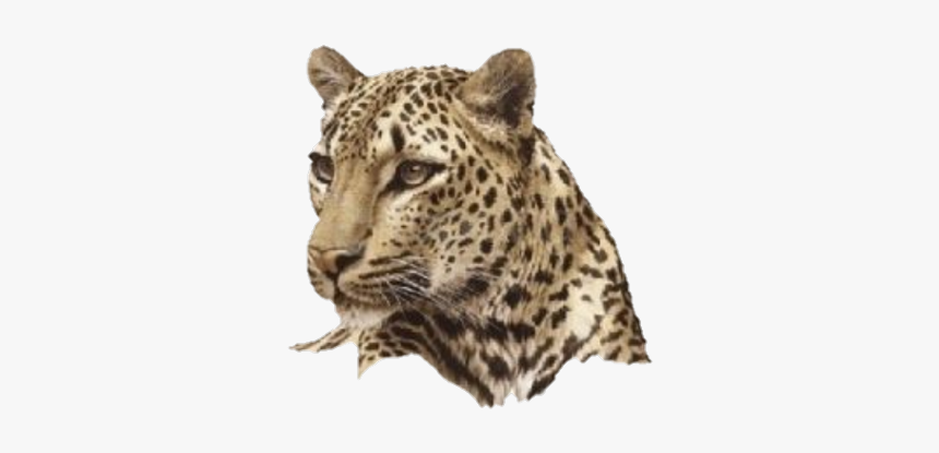 #freetoedit#eemput #png #tiger #tigers - African Leopard Head Drawing, Transparent Png, Free Download