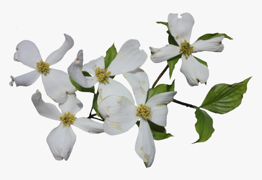 Dogwood Flower Png - Dogwood Png, Transparent Png, Free Download