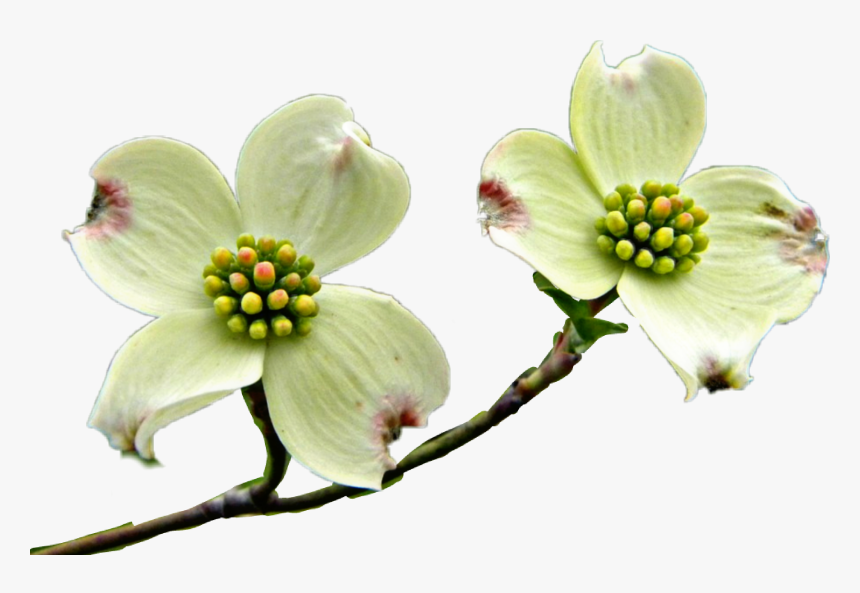 Transparent Dogwood Tree Png - Flowering Dogwood, Png Download, Free Download