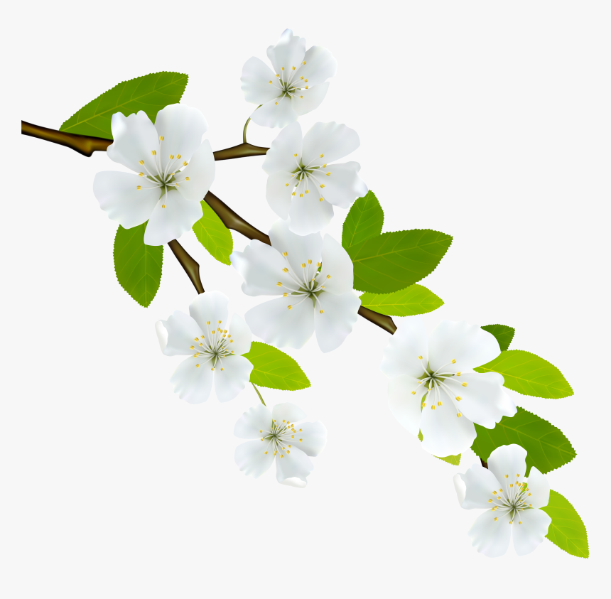 Flowering Dogwood Branch Clip Art, HD Png Download, Free Download