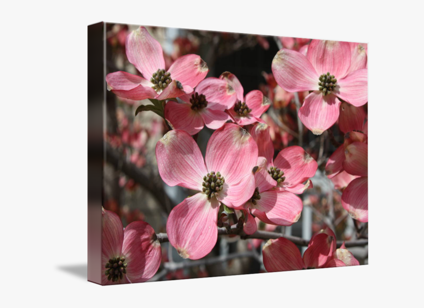 "large Dogwood Blossoms - Flowering Dogwood, HD Png Download, Free Download