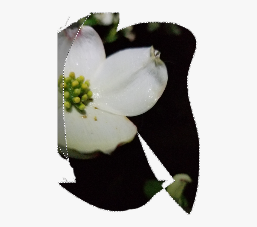 Flowering Dogwood, HD Png Download, Free Download