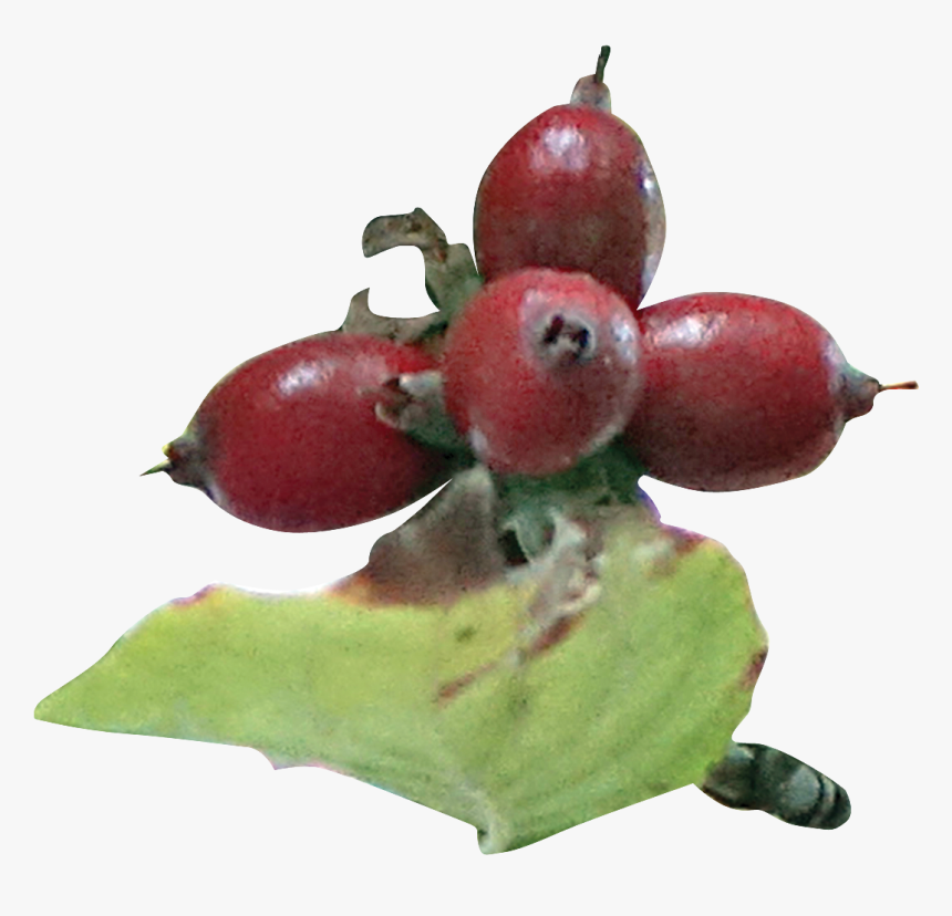 Rose Hip, HD Png Download, Free Download