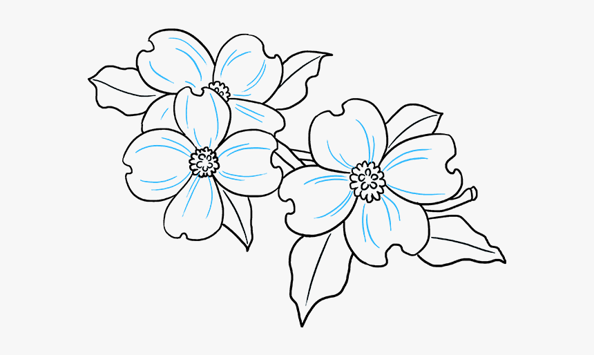 How To Draw Dogwood Flowers - Draw A Dogwood Flower, HD Png Download, Free Download