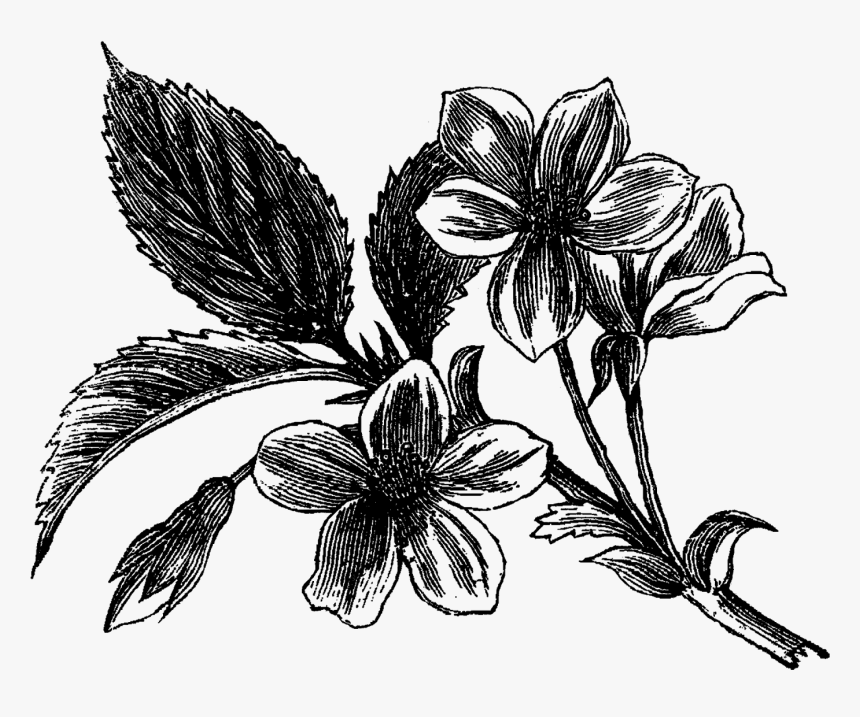 Bryony Flower Drawing, HD Png Download, Free Download