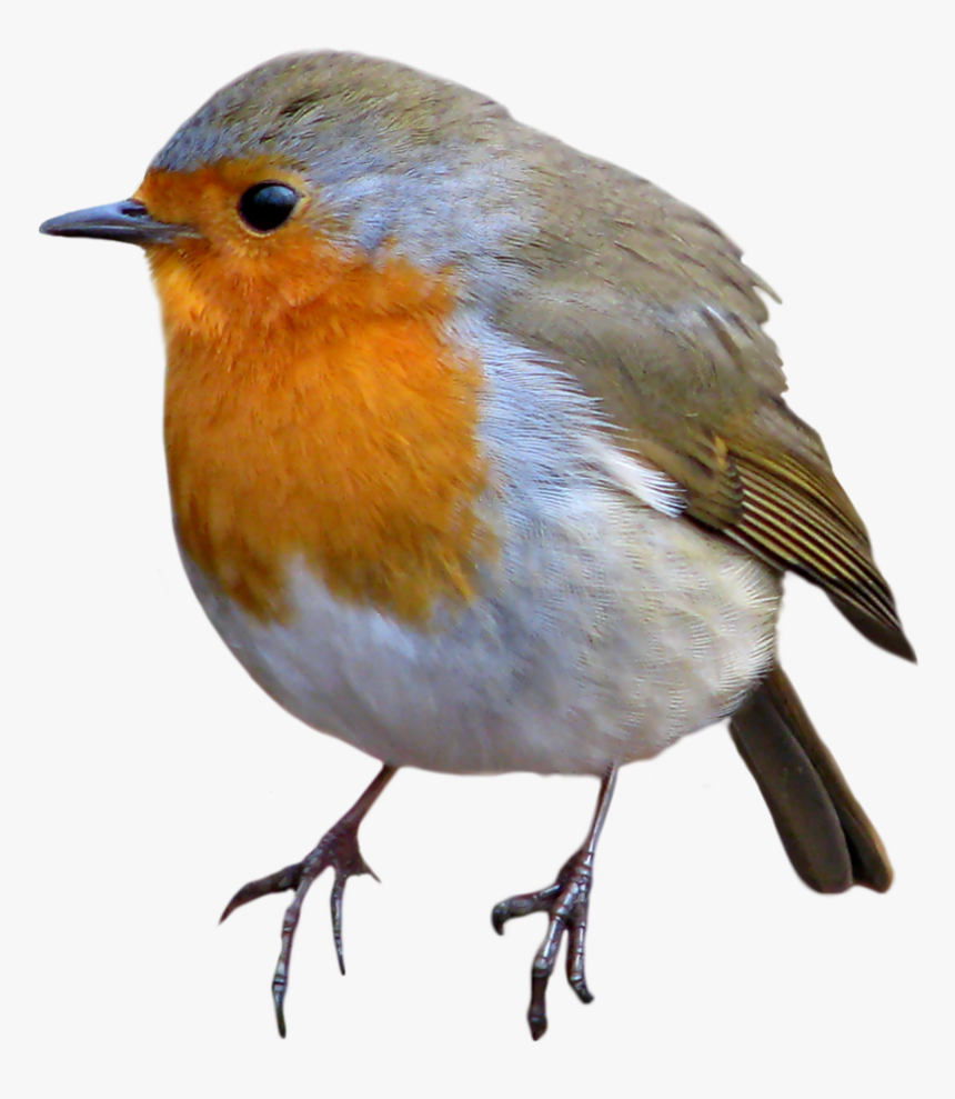 Download European Robin Png Image For Designing Projects - Robin Transparent Background, Png Download, Free Download