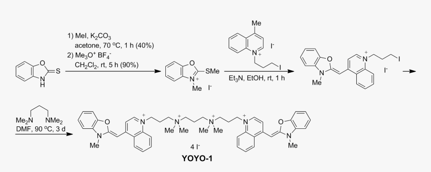 Yoyo-1 Fluorescent Dye Synthesis - Yoyo Fluorophore, HD Png Download, Free Download