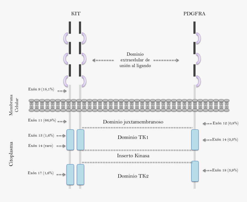 Diagram, HD Png Download, Free Download