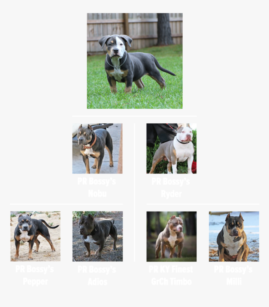Tree , Png Download - Companion Dog, Transparent Png, Free Download