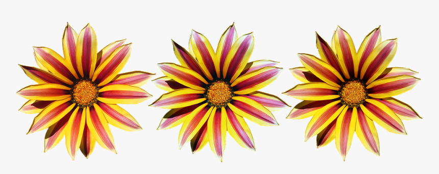 Flores, Amarillo, A Rayas, Sol Margaritas, Jardín - Gazania, HD Png Download, Free Download