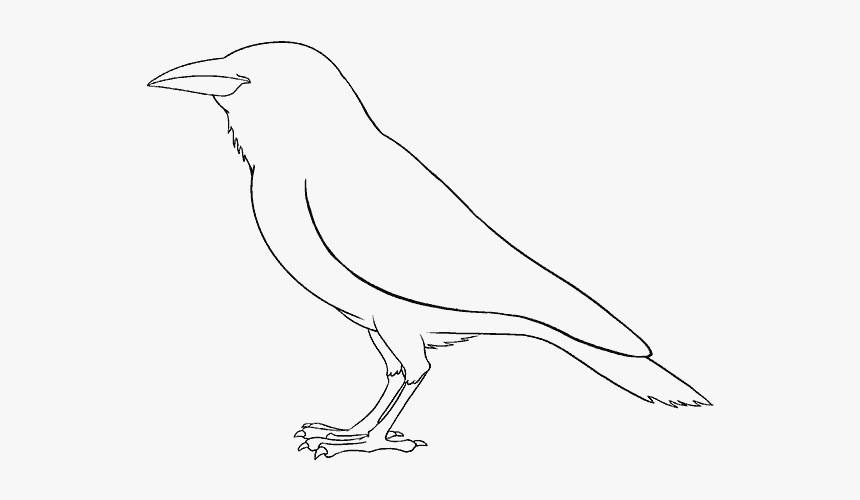 Magical Drawings Line Art How To Draw A Mouse Sketch - Crow, HD Png Download, Free Download
