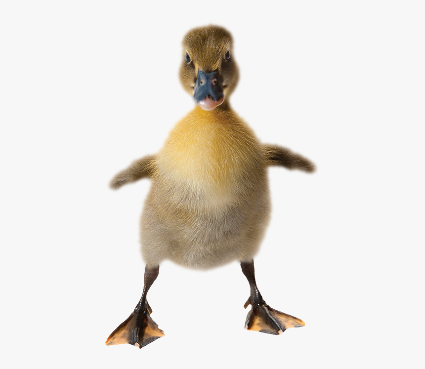 Baby Duck On White Background, HD Png Download, Free Download