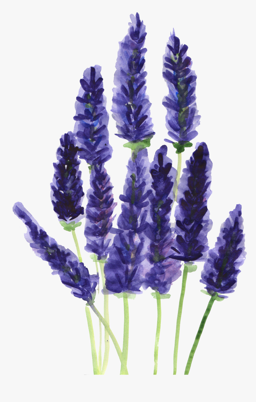 Ftestickers Watercolor Flowers Report Abuse - Lavender Drawing Watercolor Png, Transparent Png, Free Download