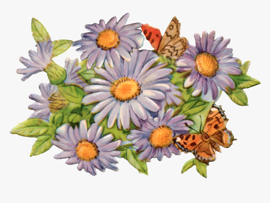 African Daisy, HD Png Download, Free Download