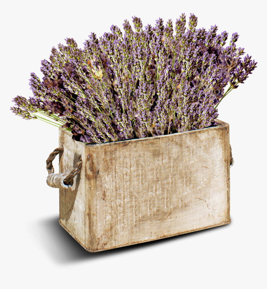 Lavender, HD Png Download, Free Download