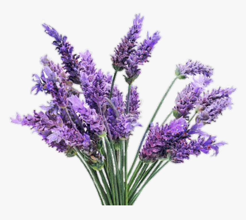 Freetoedit Png Flowers With - Lavender Plant, Transparent Png, Free Download